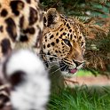 slides/IMG_8368.jpg wildlife, feline, big cat, cat, predator, fur, spot, amur, siberian, leopard, eye, whisker, prowl, tail WBCW75 - Amur Leopard